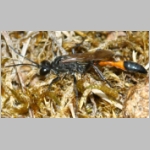 Ammophila sabulosa - Sandwespe 60-m11 16mm Sandgrube Niedringhaussee.jpg